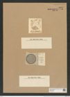 Coscinodiscus apiculatus Ehr. (de-Toni-Nr.: Genus 202, Species 5078) Zeichnungen Sammlung Grunow Nr. 8827 (NHMW-BOT-W0378446)